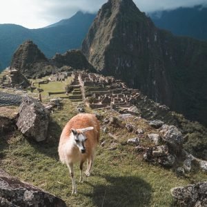 Machu Picchu with a llama