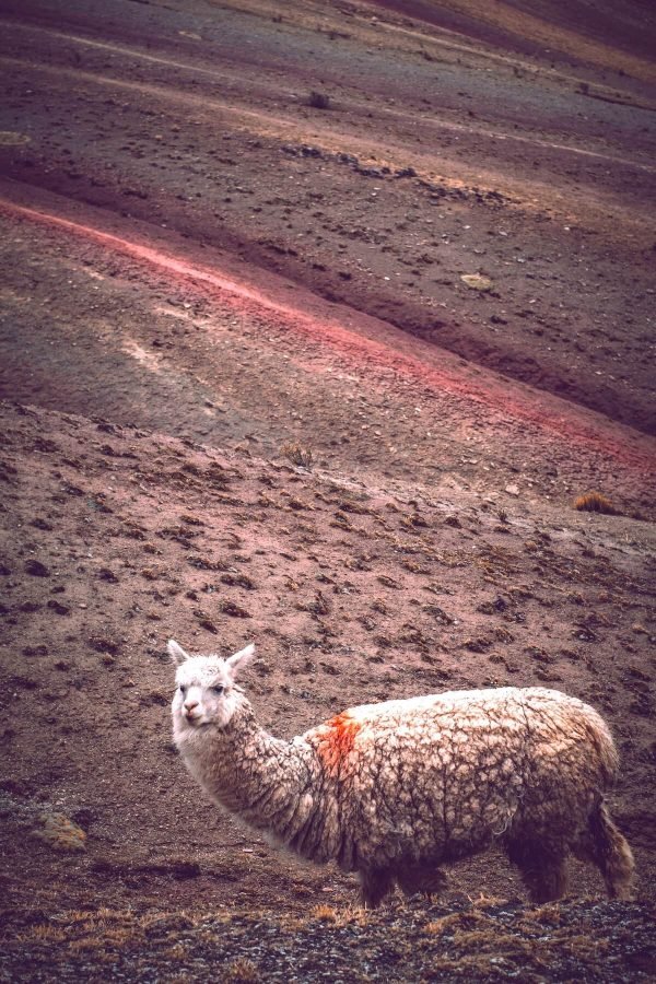 Alpaca at Palccoyo Mountain