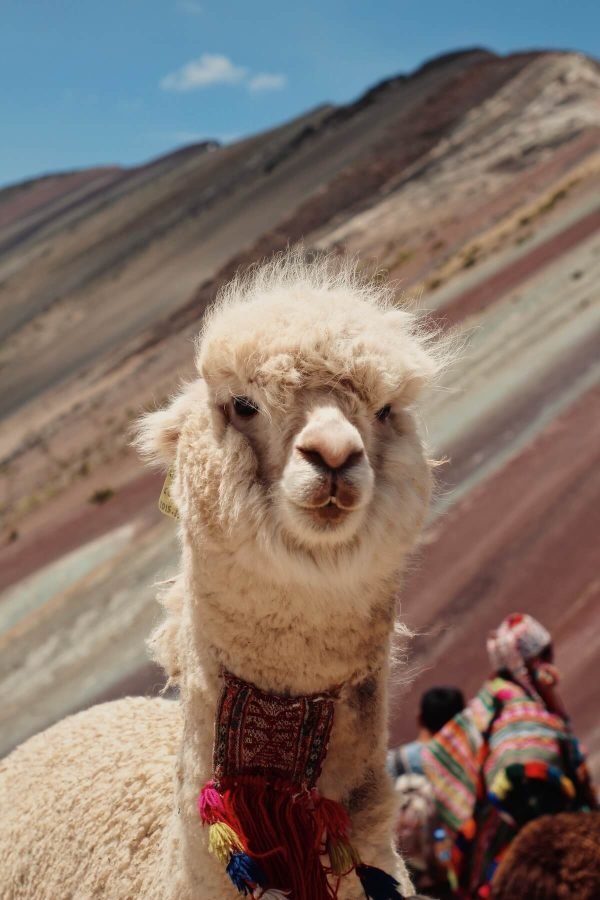 Alpaca at Rainbow Mountain