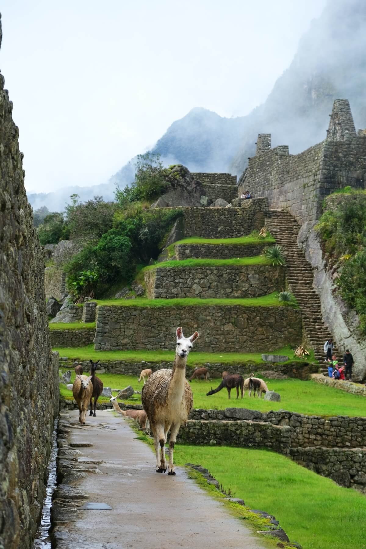 Machu Picchu and a Llama