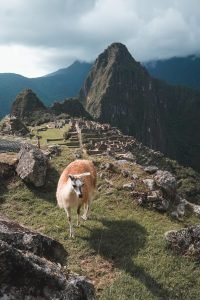 Machu Picchu with a llama